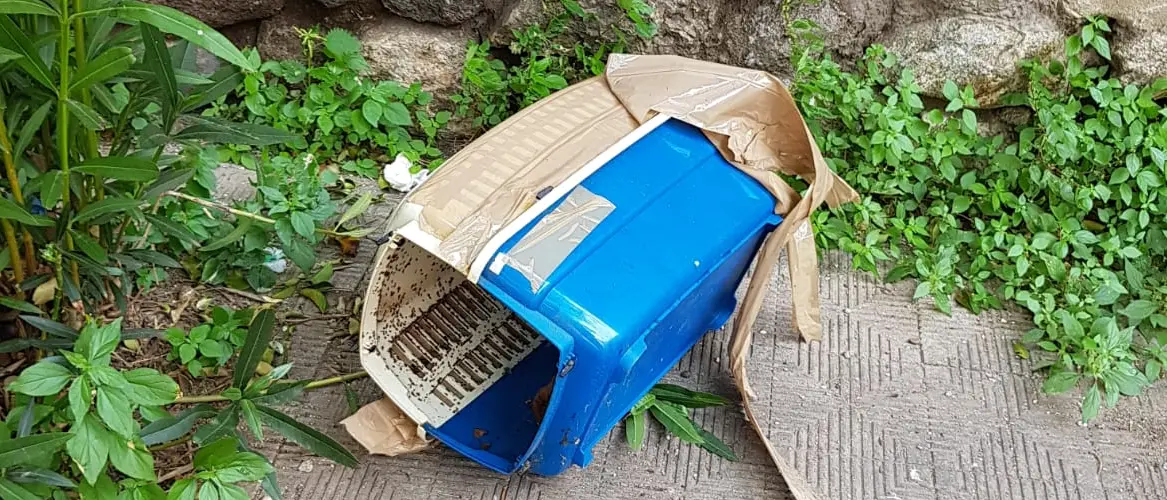 Orrore a Reggio, gatto bruciato vivo in un trasportino