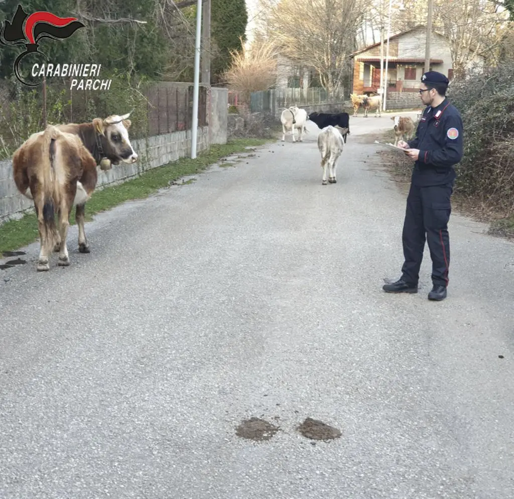 Controlli zootecnici nel parco dell'Aspromonte, sanzioni per 7mila euro