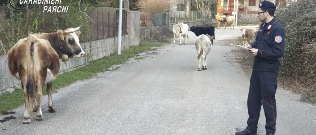 Controlli zootecnici nel parco dell'Aspromonte, sanzioni per 7mila euro