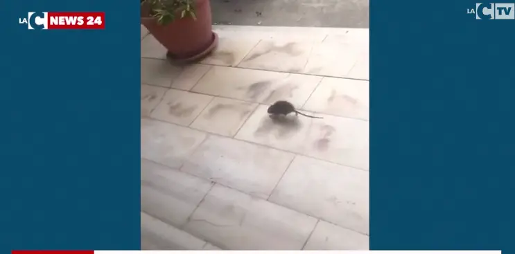 Palmi, topi a scuola. L'amministrazione chiarisce: «Non è competenza nostra»