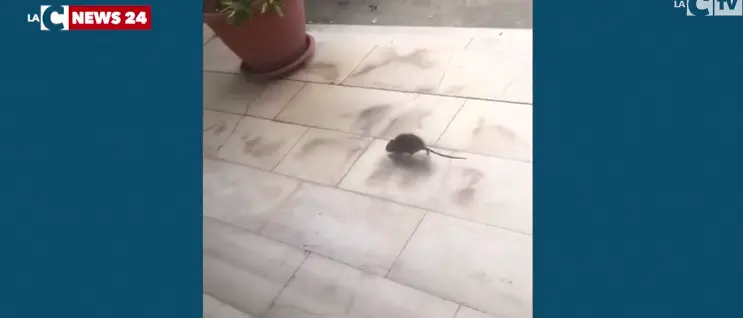 Topi in una scuola di Palmi, salta la derattizzazione ma la dirigenza non risponde