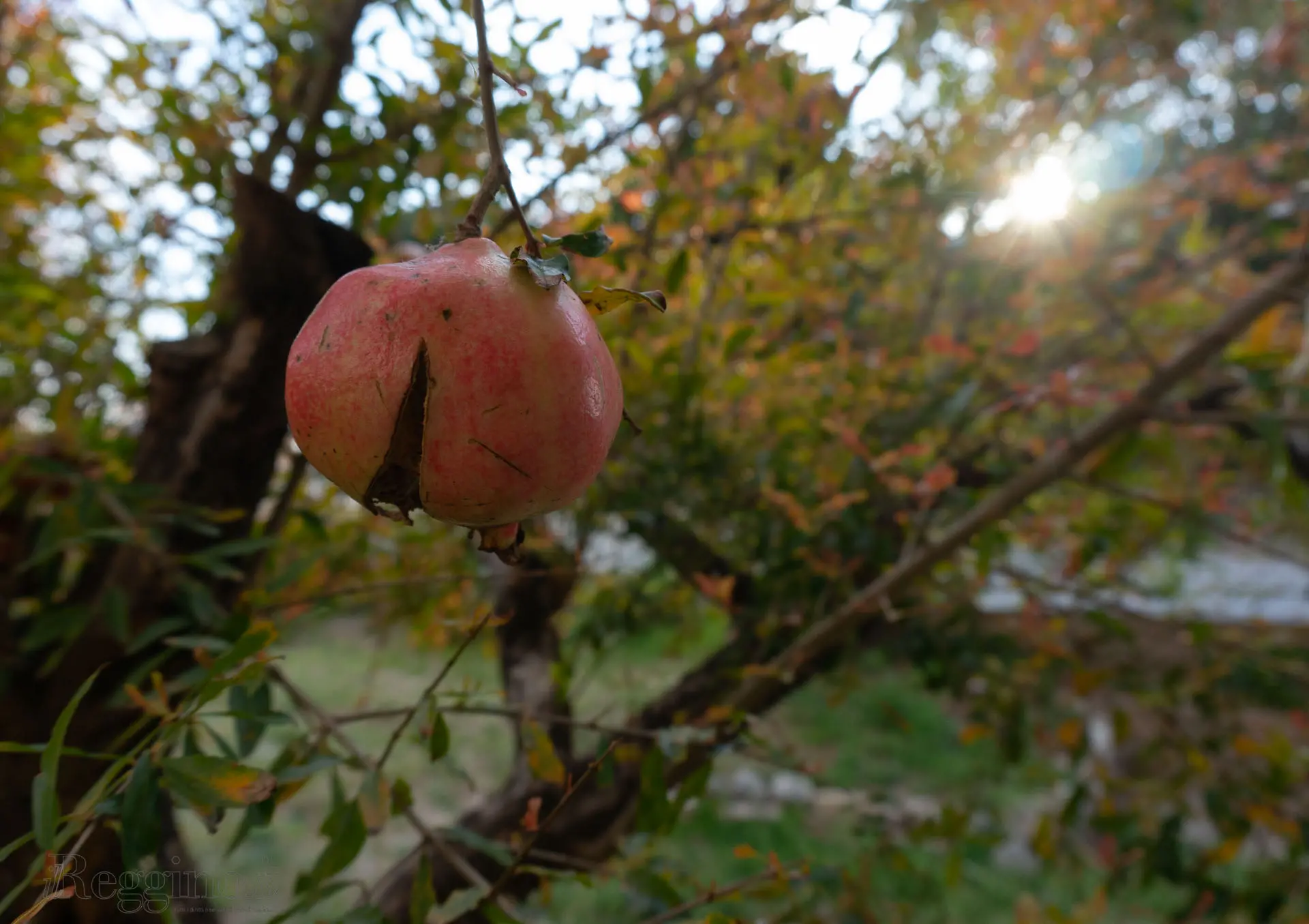OSTARA