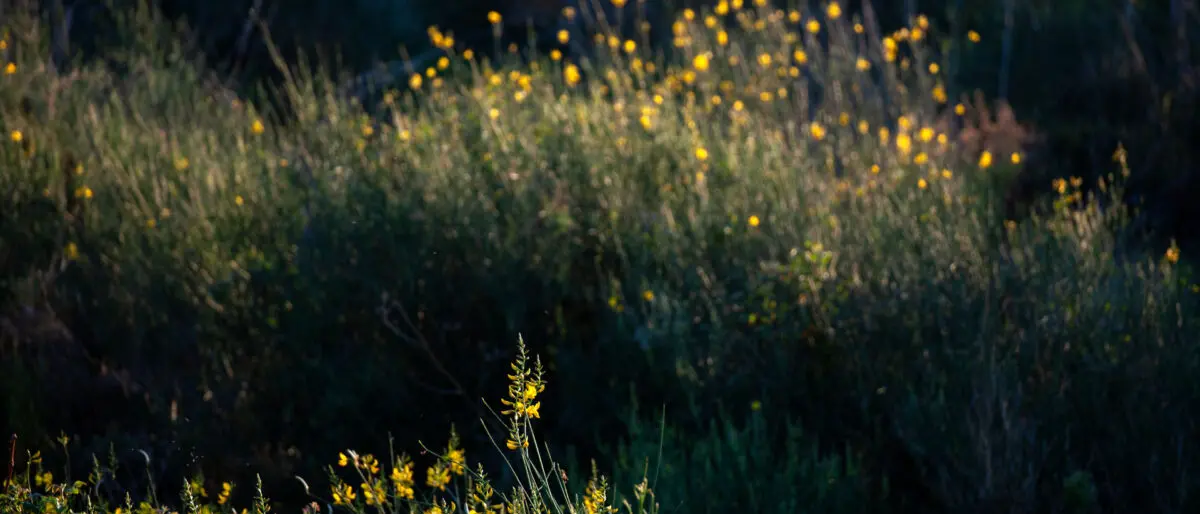 Reggio, la ginestra al centro del tour regionale di Uiltec in partenza dalla Locride