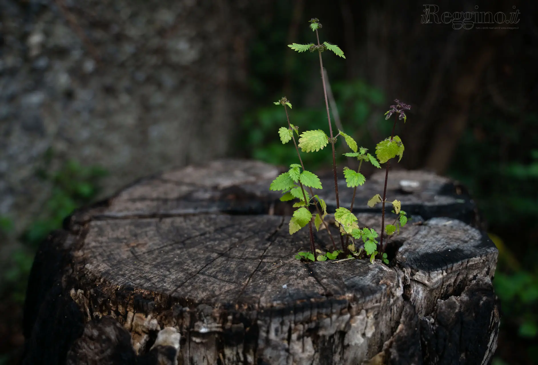 MIRACOLO VERDE