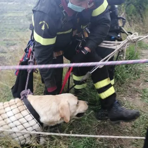 Ardore, cane precipita in un burrone. Salvato dai vigili del fuoco