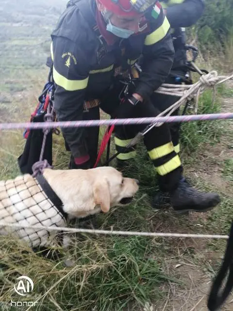 Ardore, cane precipita in un burrone. Salvato dai vigili del fuoco