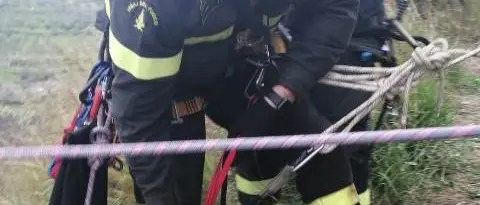 Ardore, cane precipita in un burrone. Salvato dai vigili del fuoco