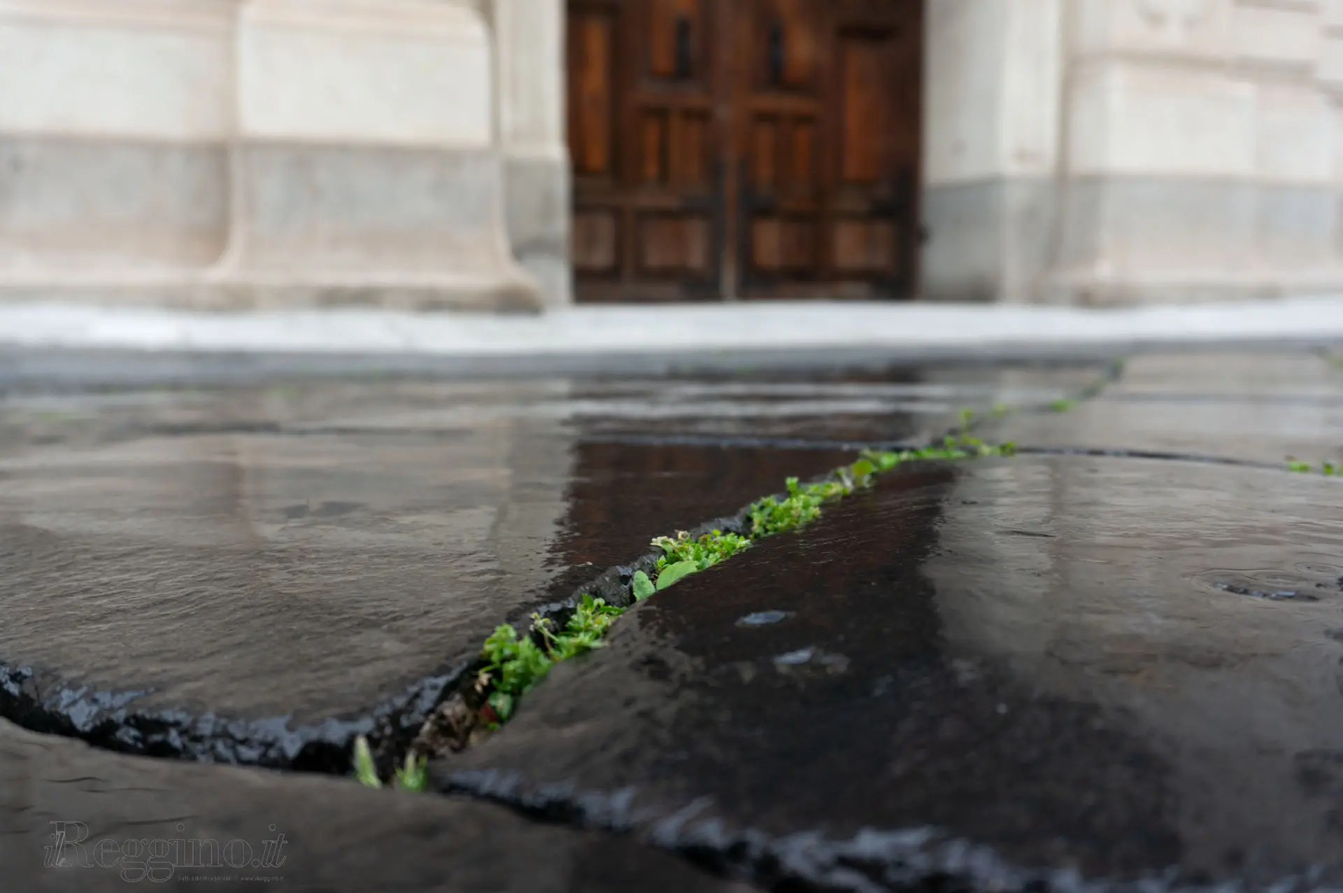 LINEA VERDE