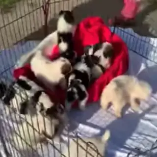 Reggio, serata di beneficenza a sostegno della Lav