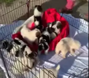 Reggio, serata di beneficenza a sostegno della Lav