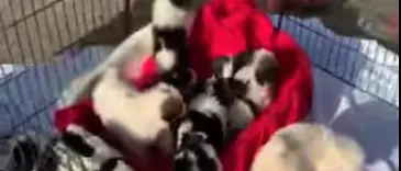 Reggio, serata di beneficenza a sostegno della Lav