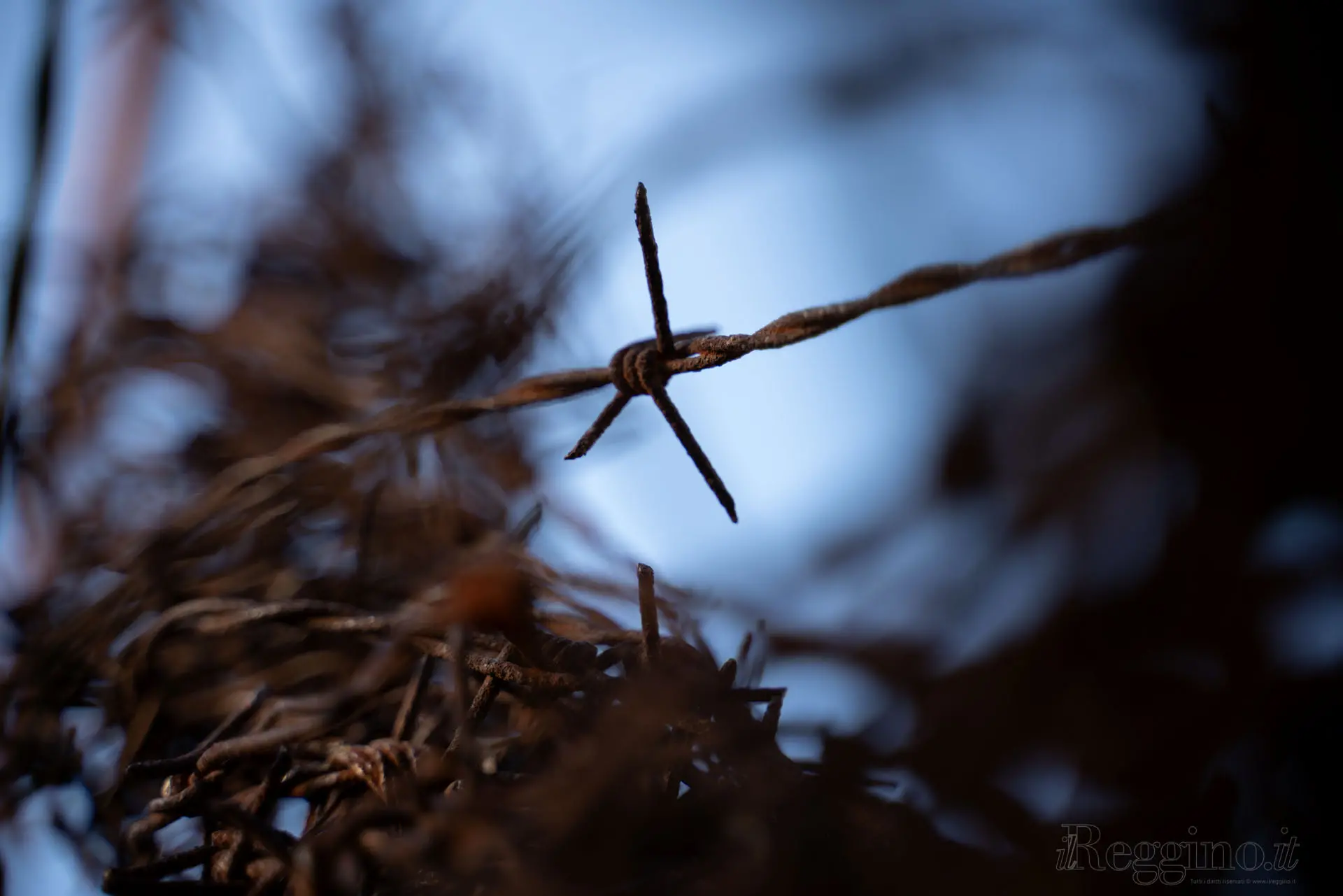 SPINE