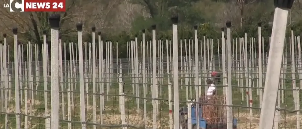 Coronavirus, i fantasmi della tendopoli che sognano la sanatoria