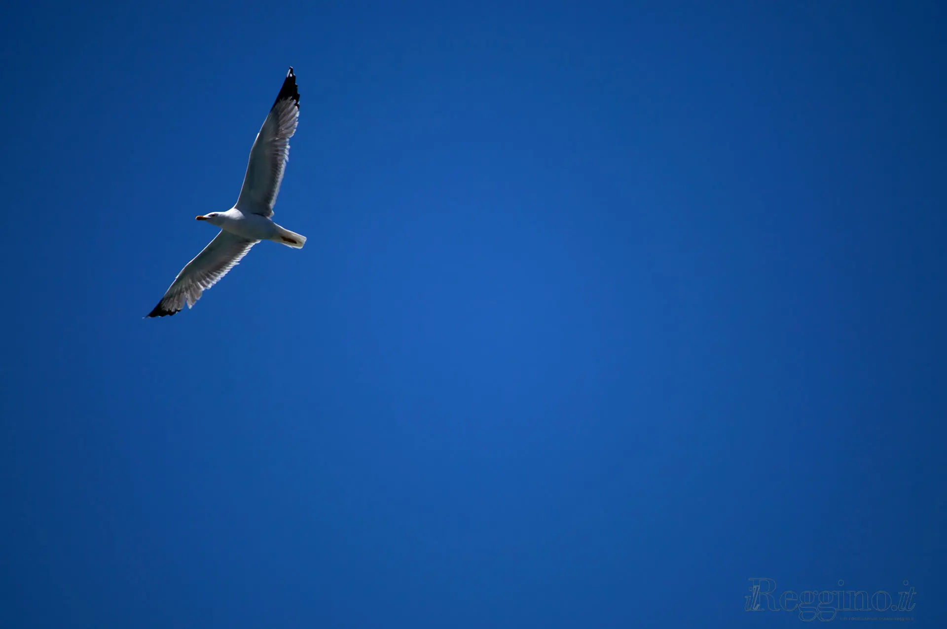 NEL BLU
