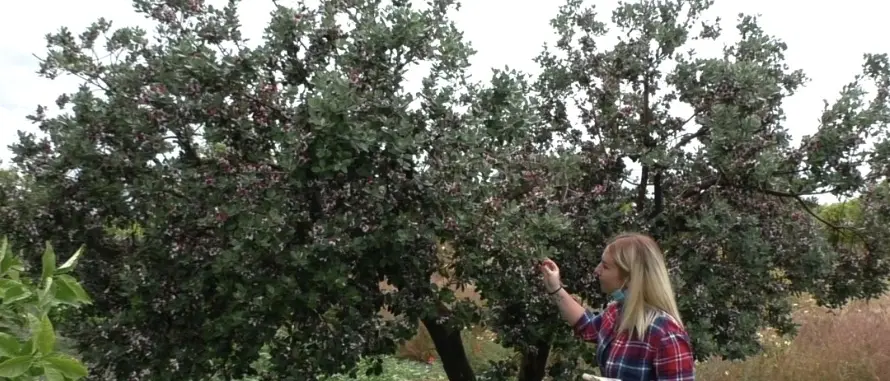 Caulonia, il ritorno all'agricoltura per sfidare la crisi. «Lavoro la terra e sono felice»