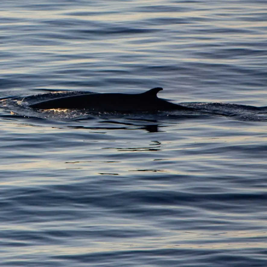 Scilla, spettacolare avvistamento di una balenottera