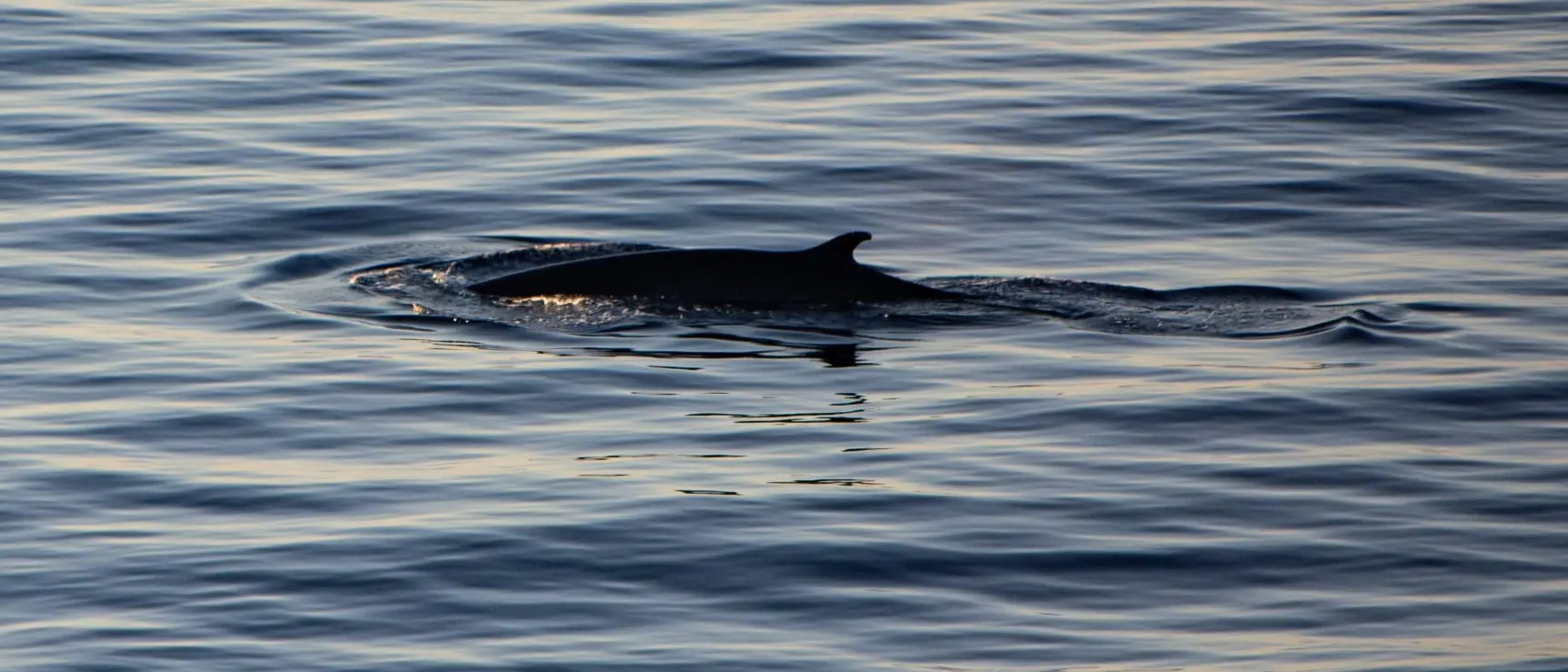 Scilla, spettacolare avvistamento di una balenottera