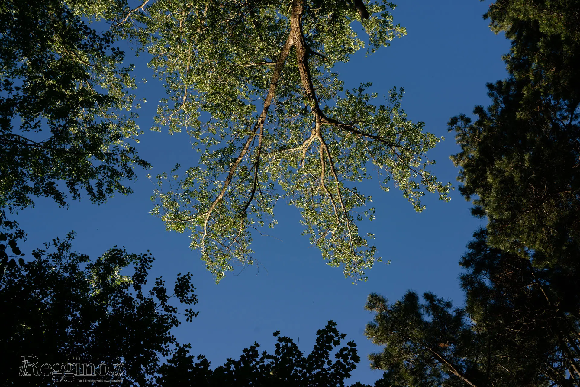 FRONDE