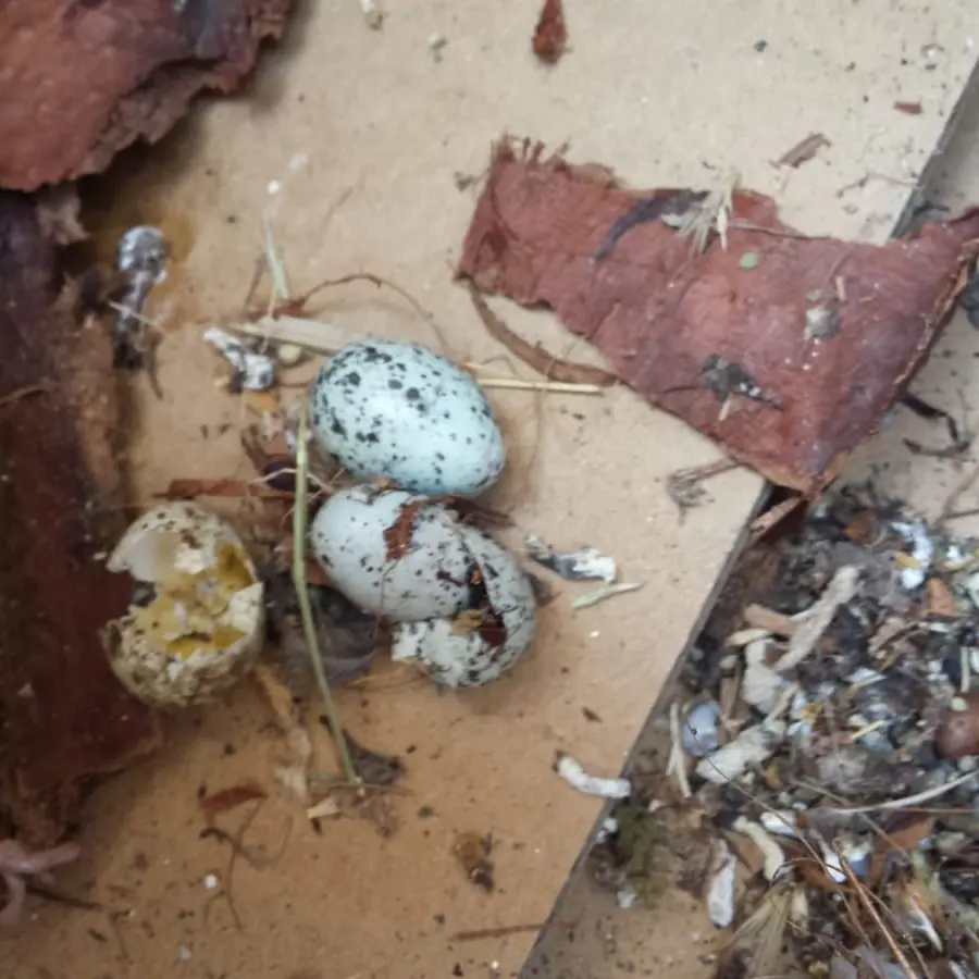 Reggio Calabria, l'allarme di Legambiente: «Fermare la potatura in Viale Aldo Moro»