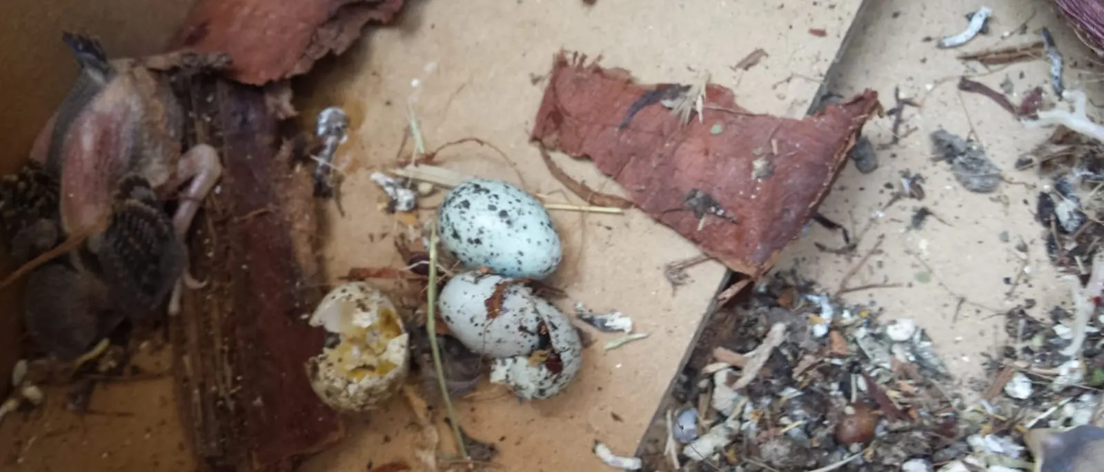 Reggio Calabria, l'allarme di Legambiente: «Fermare la potatura in Viale Aldo Moro»