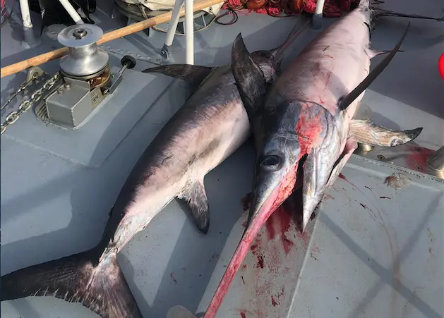 Bagnara Calabra, Guardia costiera intercetta e sequestra rete della lunghezza di 5 chilometri