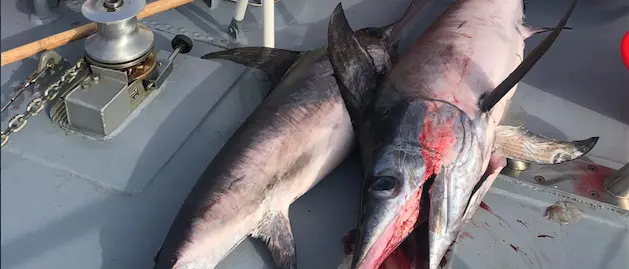 Bagnara Calabra, Guardia costiera intercetta e sequestra rete della lunghezza di 5 chilometri