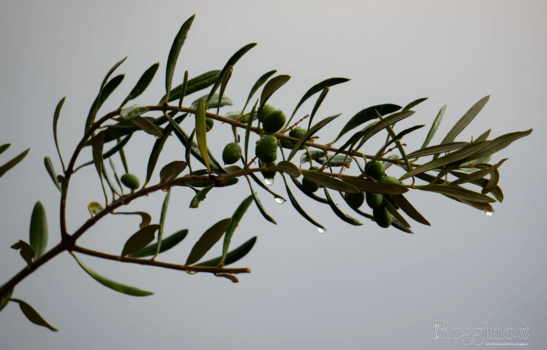 ACQUA DAL CIELO