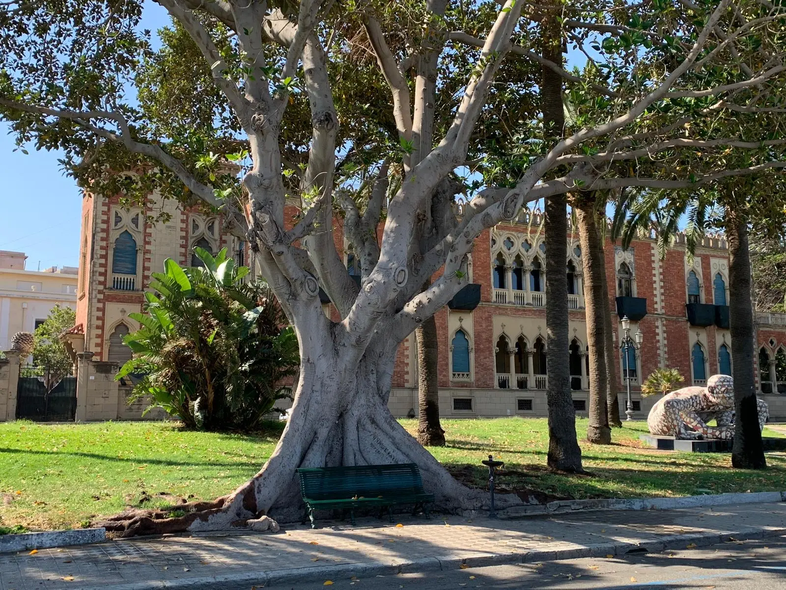 Reggio Calabria, l'allarme delle associazioni: «I ficus del lungomare stanno morendo»