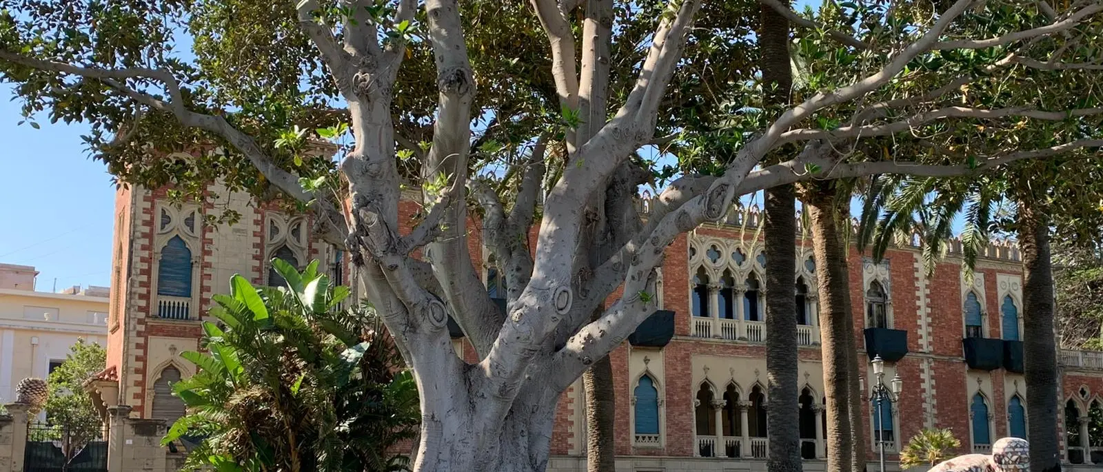 Reggio Calabria, l'allarme delle associazioni: «I ficus del lungomare stanno morendo»