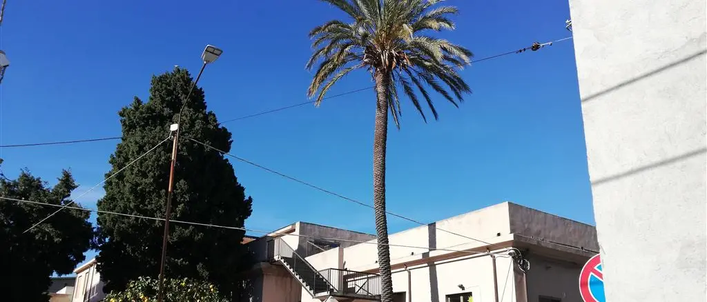 Lungomare Cicerone di Lazzaro, Crea: «L’unico rimedio per le palme appare l’eradicazione»
