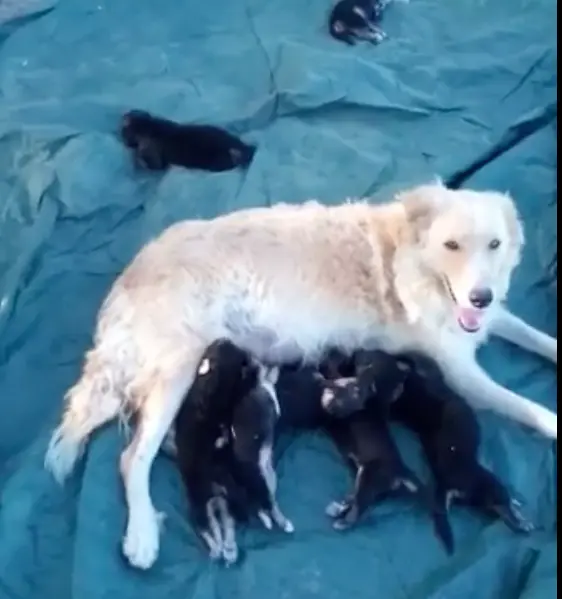 Reggio Calabria, colonia di cani abbandonati nella fiumara di Capo Riace