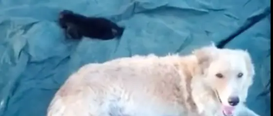 Reggio Calabria, colonia di cani abbandonati nella fiumara di Capo Riace