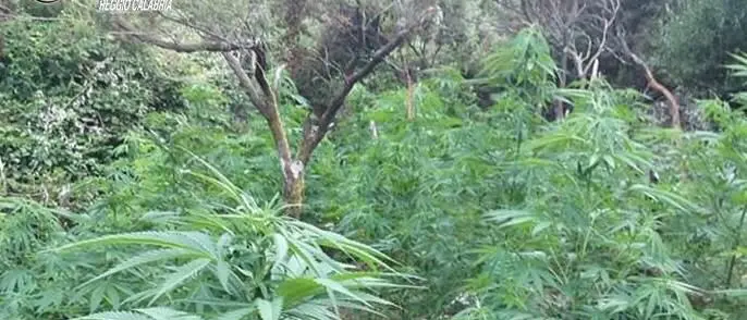 Locri, i carabinieri trovano 1200 piantine di canapa. In manette quattro persone