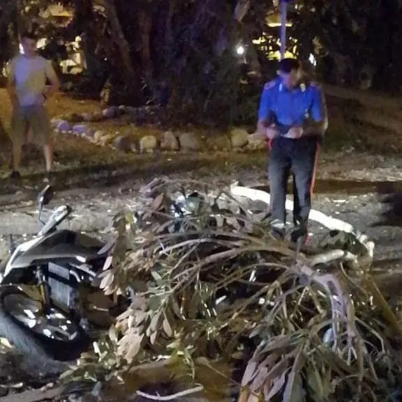 Reggio Calabria, ramo si spezza e cade su uno scooter. Paura sul lungomare