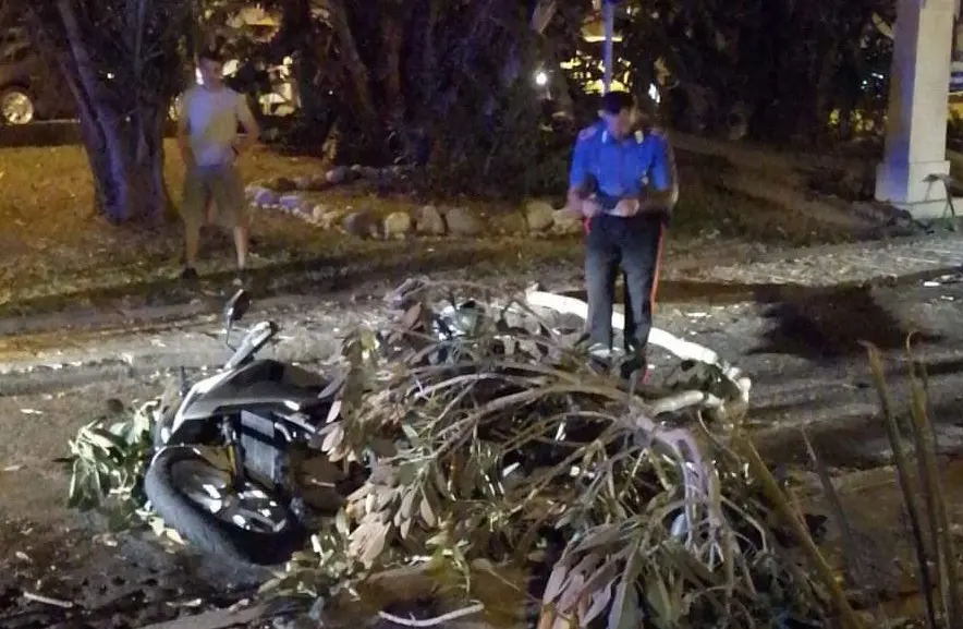 Reggio Calabria, ramo si spezza e cade su uno scooter. Paura sul lungomare