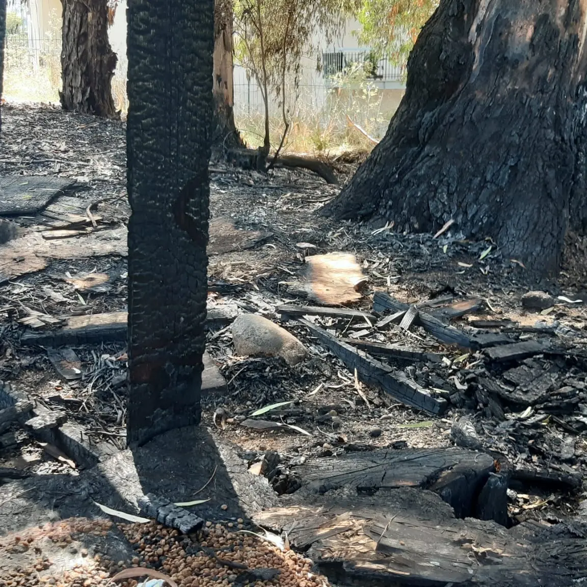 Reggio, incendiata e distrutta la colonia felina dell'associazione \"Il gatto nero\"