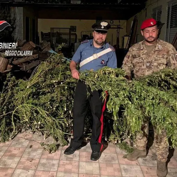 Gioia Tauro, beccati a coltivare canapa: arrestati
