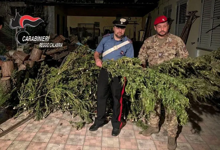 Gioia Tauro, beccati a coltivare canapa: arrestati