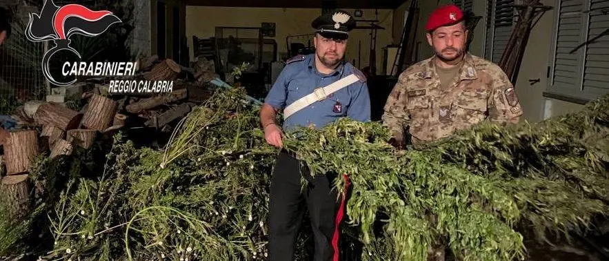 Gioia Tauro, beccati a coltivare canapa: arrestati