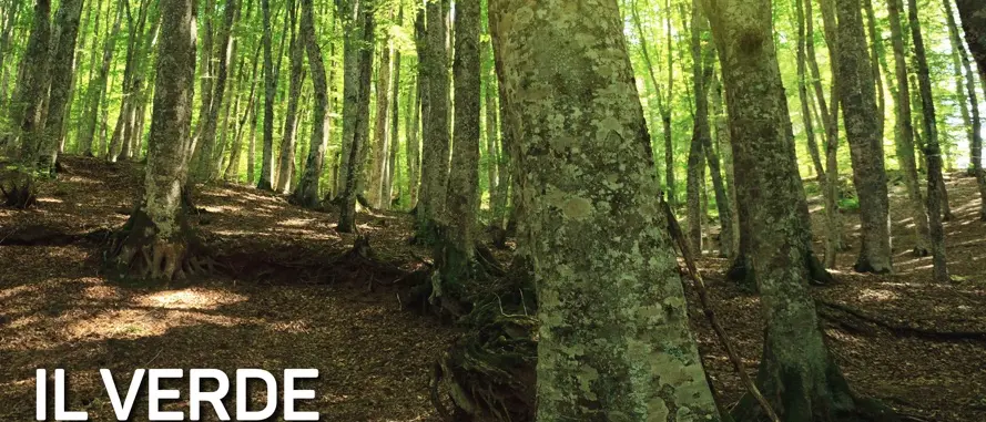 Università Mediterrea, il dipartimento di Agraria celebra la giornata degli alberi