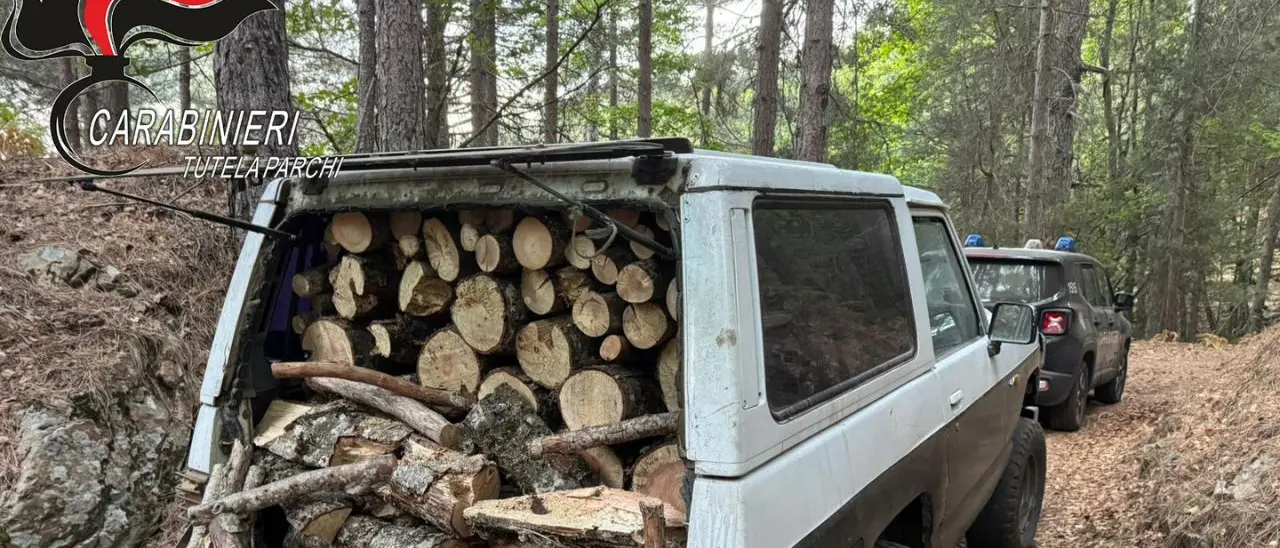 Taglio e furto di alberi di alto fusto: quattro arresti nel Crotonese\n