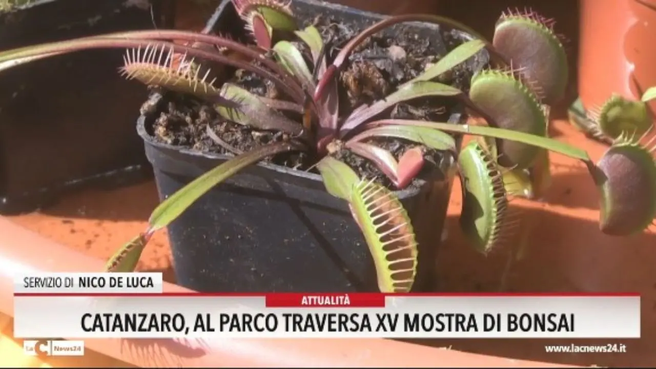 Catanzaro, al Parco Traversa XV mostra di bonsai
