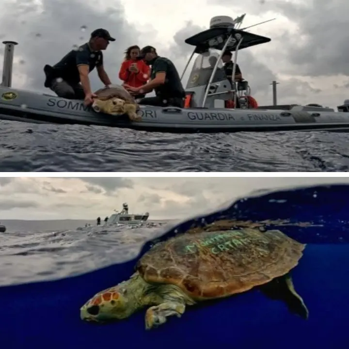 La tartaruga Ariel mutilata e strozzata dalla plastica\u00A0torna a nuotare nel mare vibonese dopo le cure –\u00A0VIDEO\n