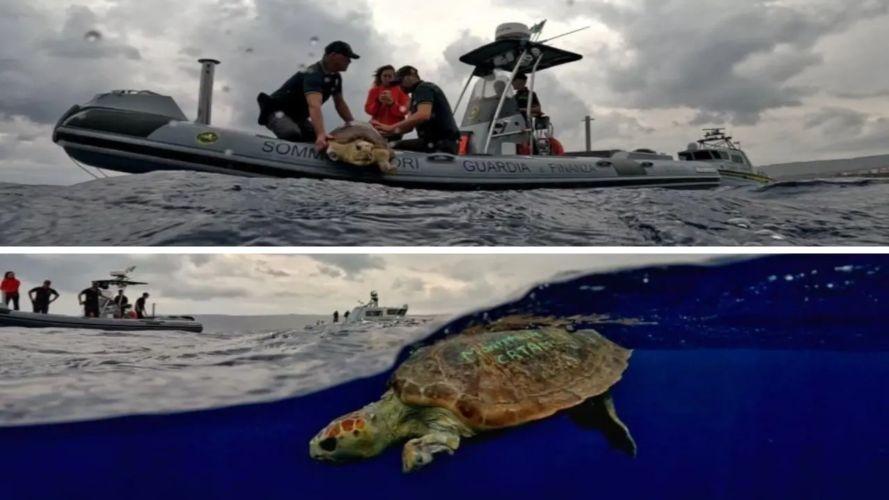 La tartaruga Ariel mutilata e strozzata dalla plastica\u00A0torna a nuotare nel mare vibonese dopo le cure –\u00A0VIDEO\n