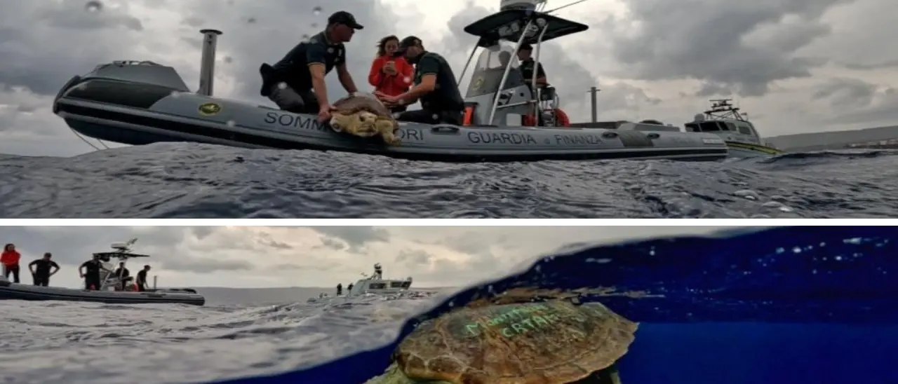 La tartaruga Ariel mutilata e strozzata dalla plastica\u00A0torna a nuotare nel mare vibonese dopo le cure –\u00A0VIDEO\n