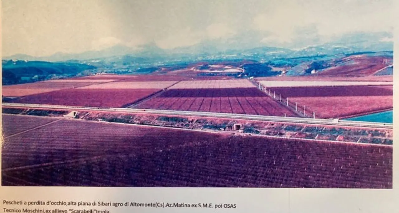 L’Agricoltura di Stato in Calabria: Il caso della SAB di Altomonte