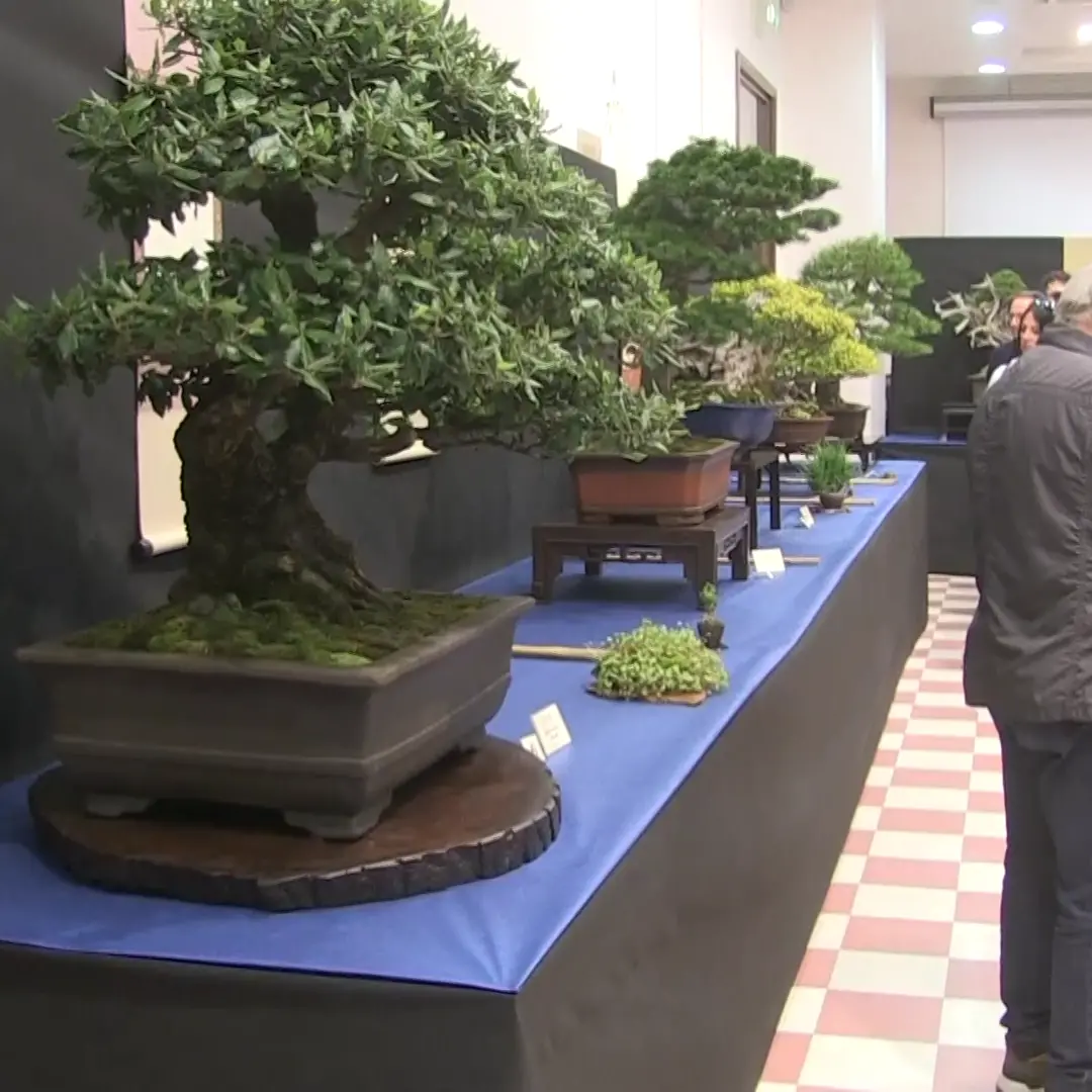Bonsai, piante in miniatura che diventano opere d’arte. Una passione in crescita fra adulti e giovani\n