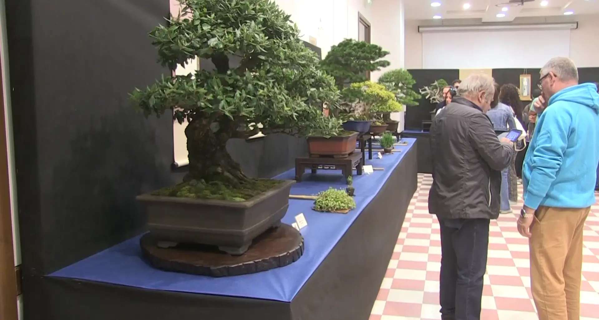 Bonsai, piante in miniatura che diventano opere d’arte. Una passione in crescita fra adulti e giovani\n
