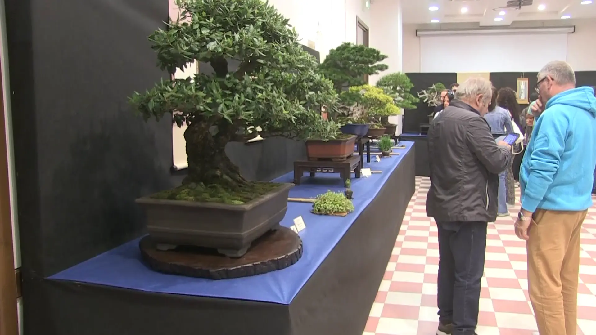 Bonsai, piante in miniatura che diventano opere d’arte. Una passione in crescita fra adulti e giovani\n