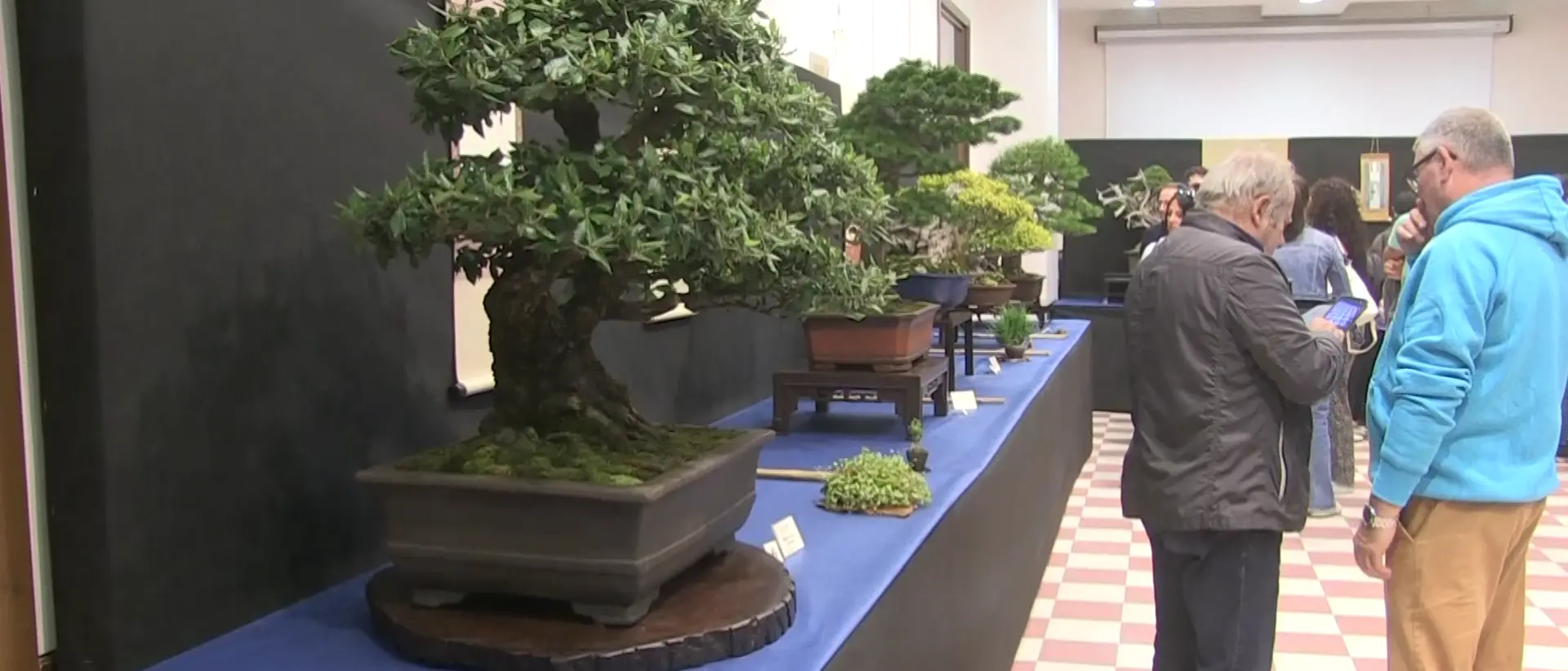 Bonsai, piante in miniatura che diventano opere d’arte. Una passione in crescita fra adulti e giovani\n